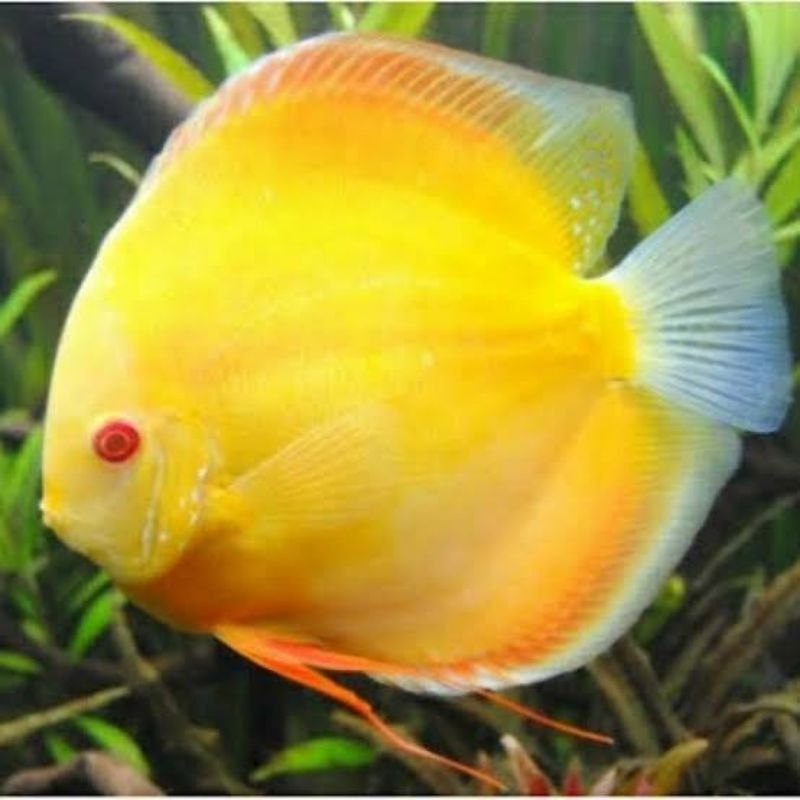 

Soliter Aquarium Discus Yellow Golden