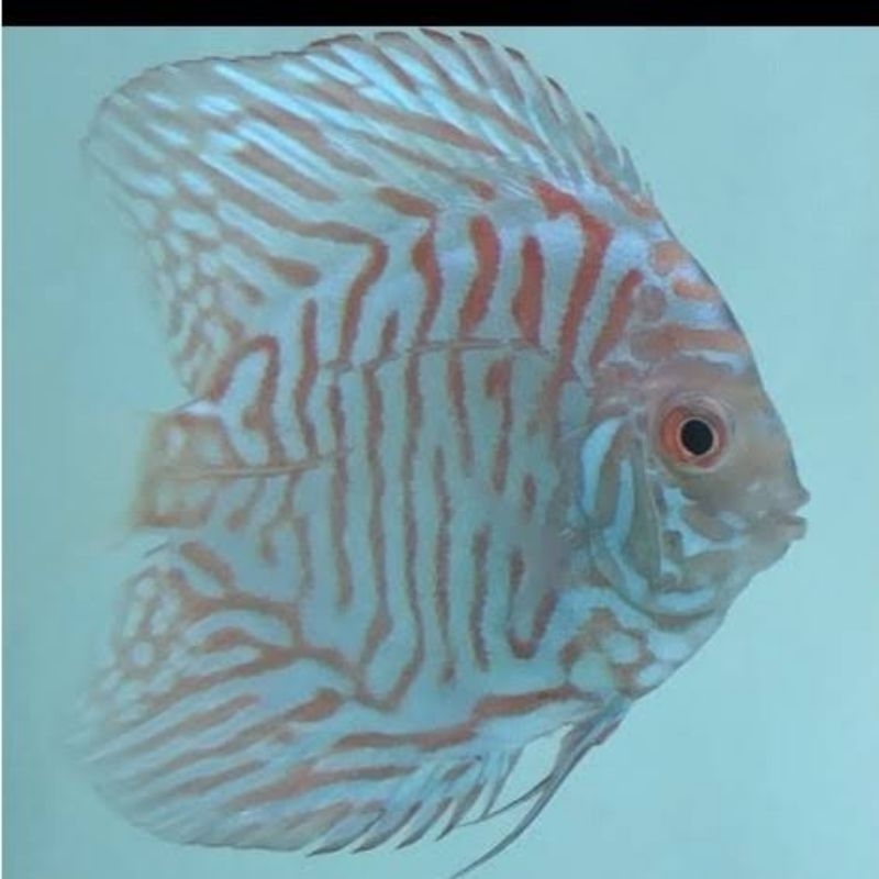 

Soliter Aquarium Discus White Tiger