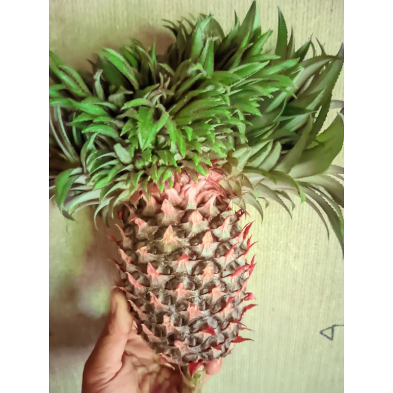 

buah nanas pelncar hed