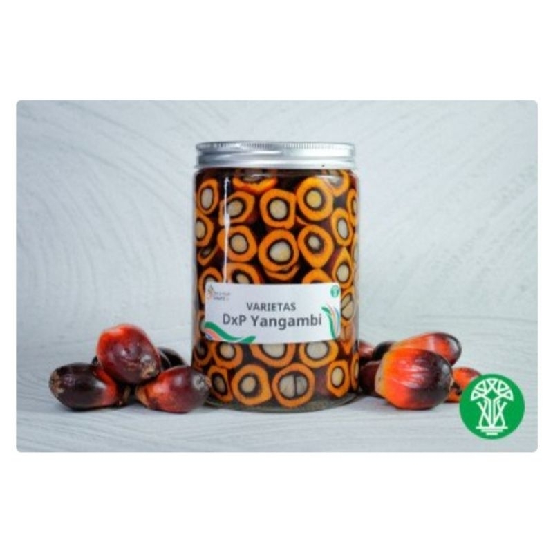 DXP PPKS YANGAMBI