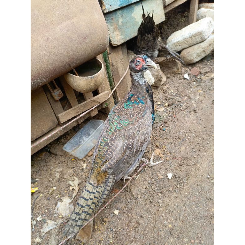 Ayam hias ayam hijau unik green Ringneck pheasant jantan ayam hias bulu hijau cantik ringneck hijau