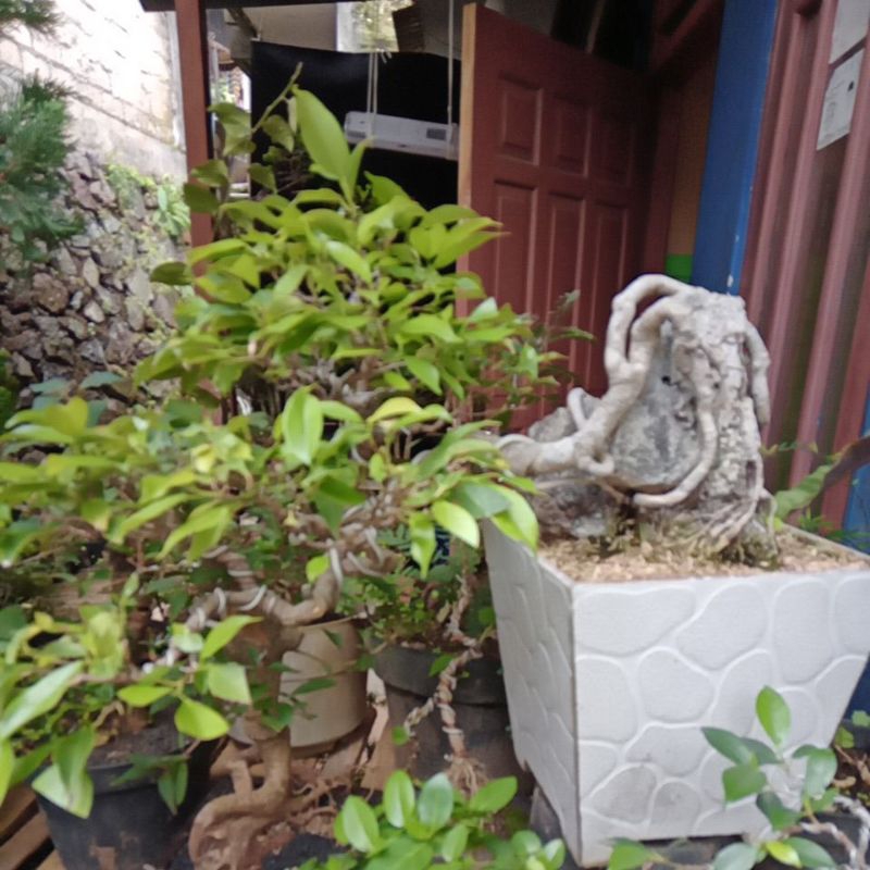 bonsai beringin arjuna