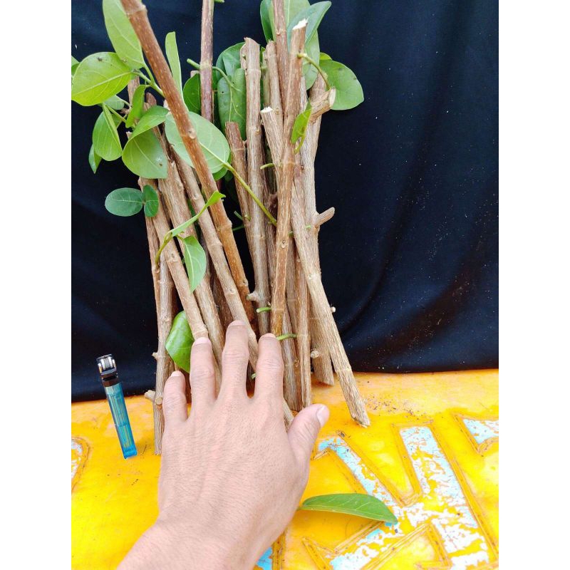 stek batang sancang isi 30 batang