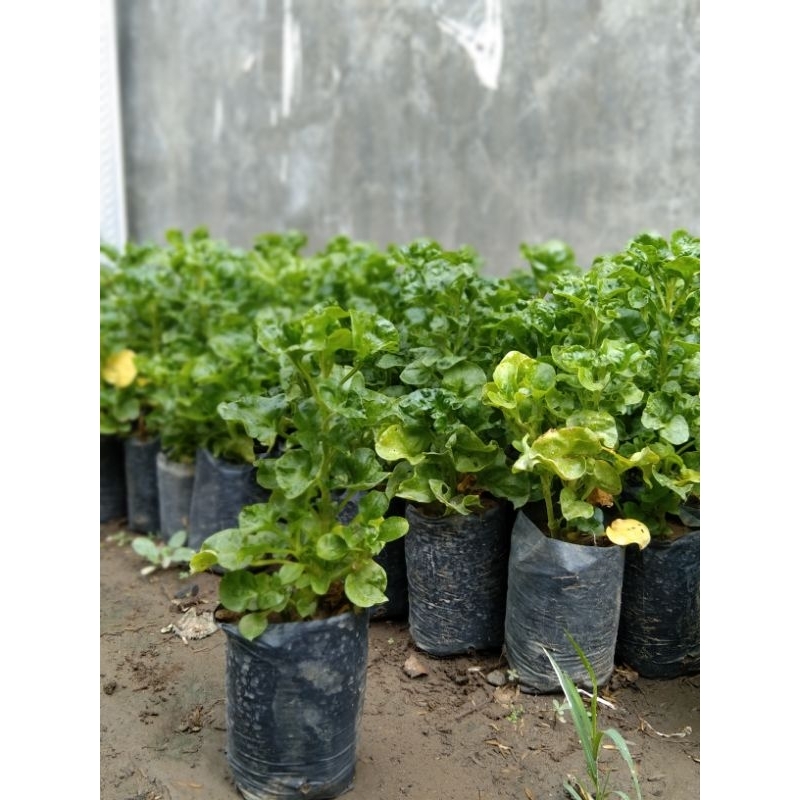 

Bibit tanaman Bayam Brazil unggul