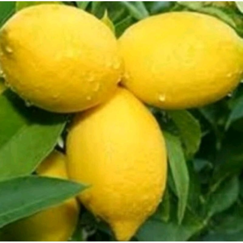 

lemon fresh petik kebun