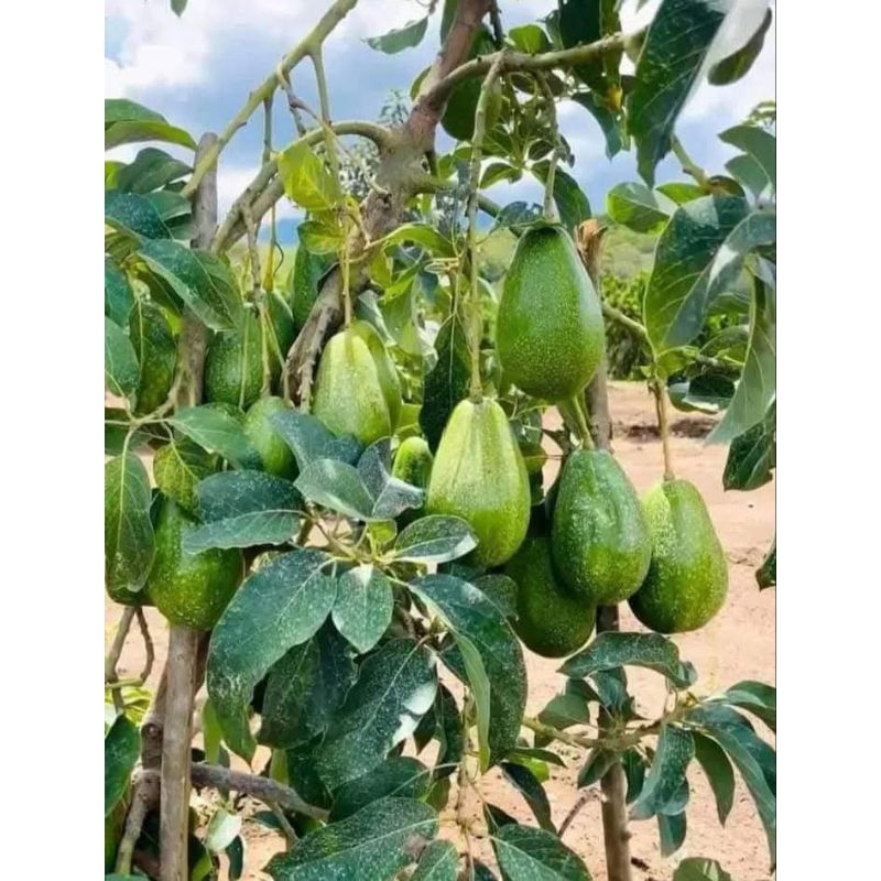 

Bibit Buah Alpukat Aligator Okulasi