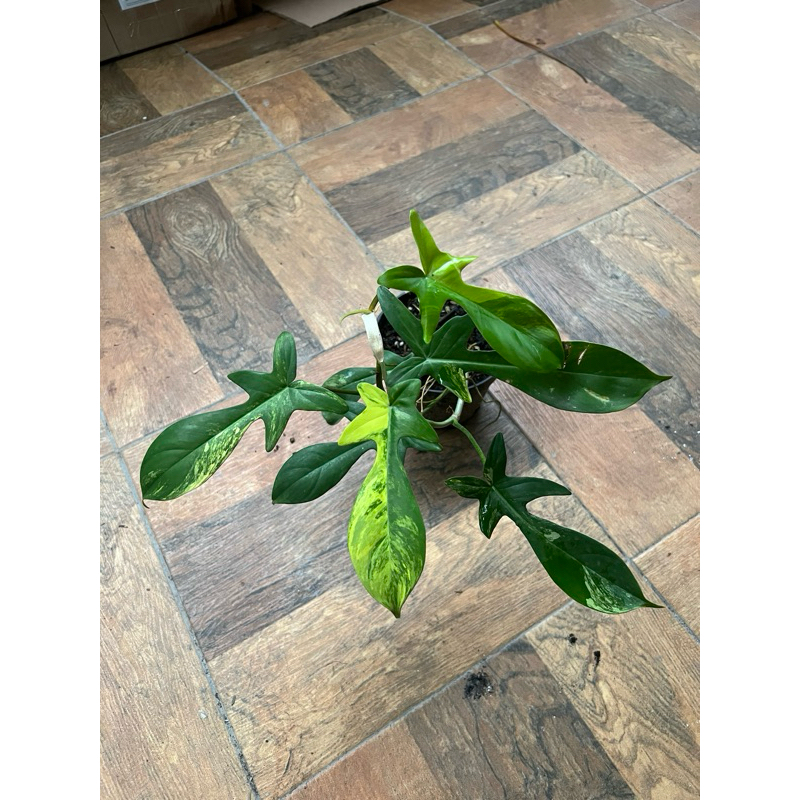 Tanaman Hias Philodendron Florida Beauty - Philo Flobe Varigata - Florida Beauty Variegated