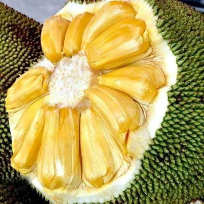 

Bibit Buah Nangka Madu Okulasi