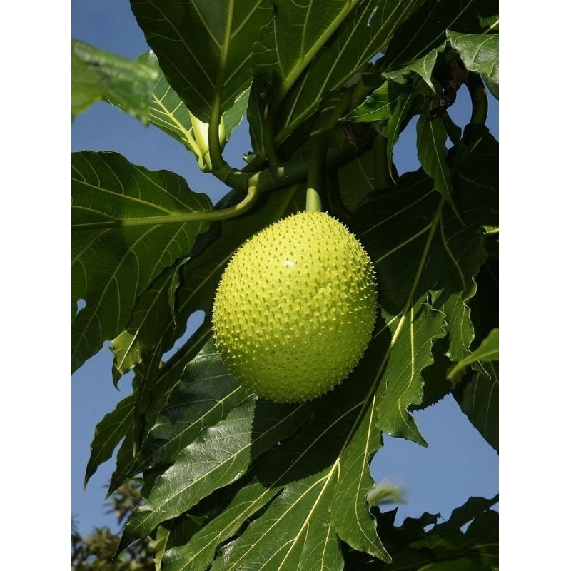 

DAUN SUKUN SEGAR BERKHASIAT MURAH 500 GRM