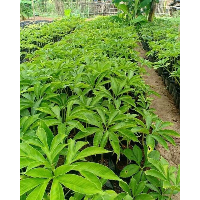 BIBIT PORANG POLYBAG 25_30CM BIJIAN