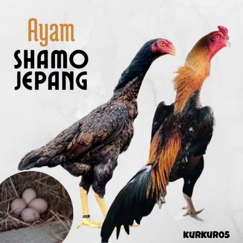

telur ayam shamo jepang ori petarung bisa untuk di tetaskan
