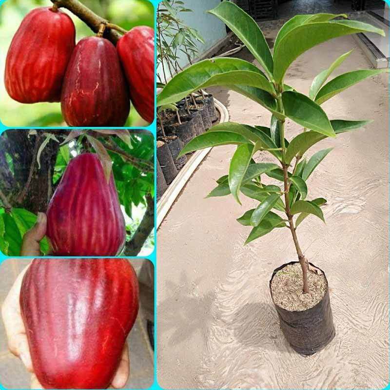 bibit jambu jamaika (siap berbuah)
