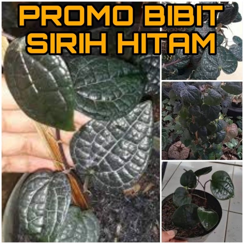 PROMO BIBIT SIRIH HITAM