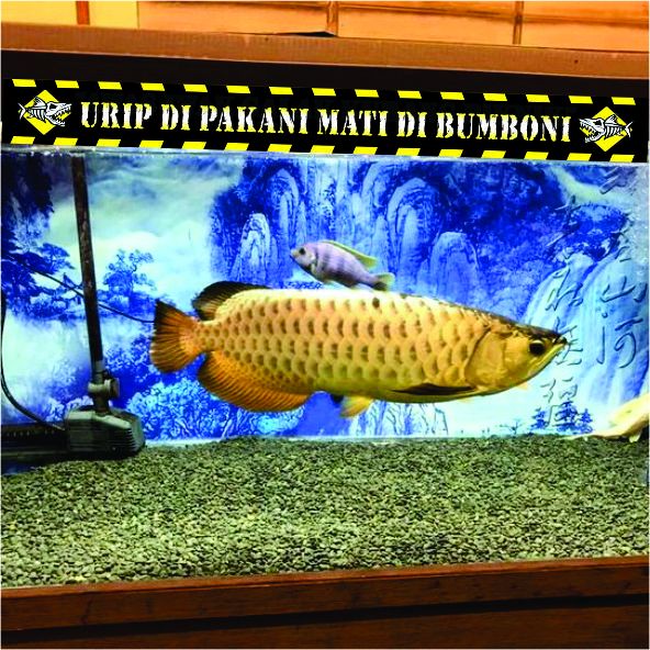 STIKER LIST DEPAN AQUARIUM KATA KATA PREDATOR CHANA IWAK GALAK BISA CUSTOM DESAIN