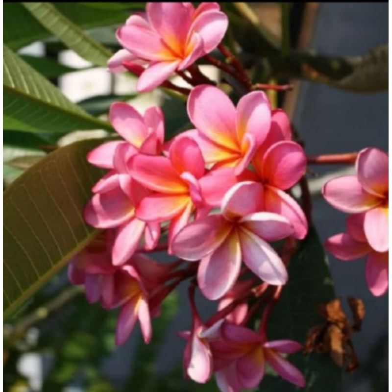 Tanaman Hias Kamboja Bali Bunga pink,Pohon Kamboja