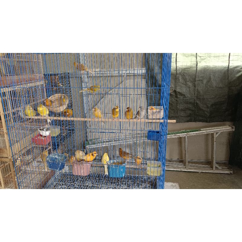 kenari betina siapan dan jebolan