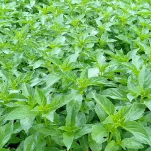 BIBIT KEMANGI siap tanam