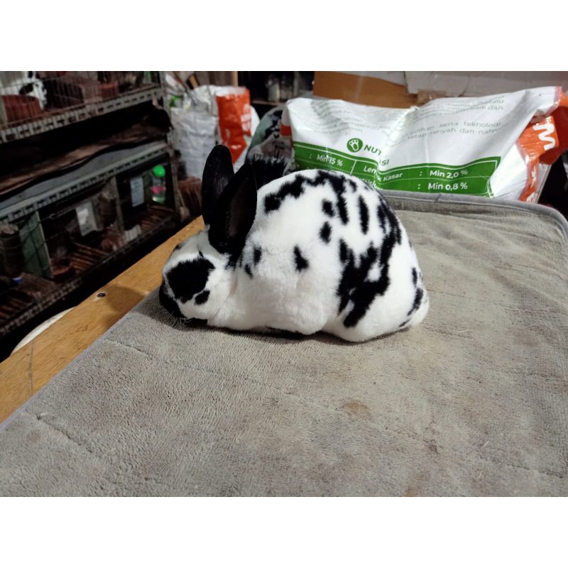 kelinci hias bulu karpet ( mini REX )