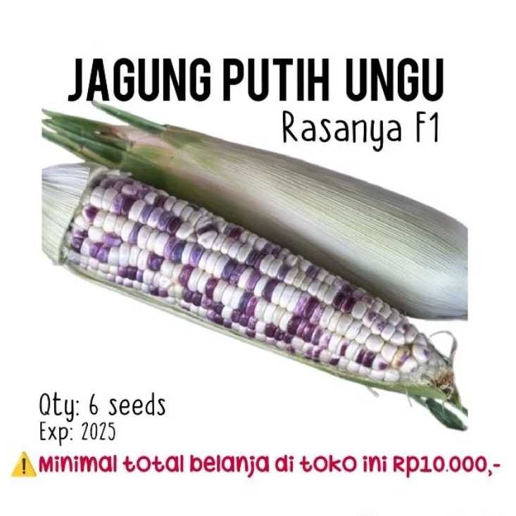 6 biji - benih jagung ketan putih ungu