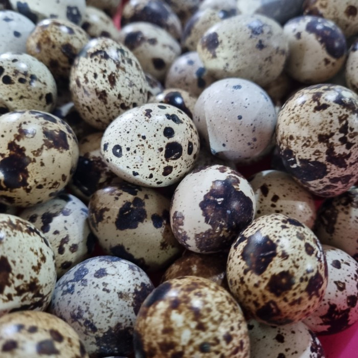 

TELUR PUYUH MENTAH 250GR