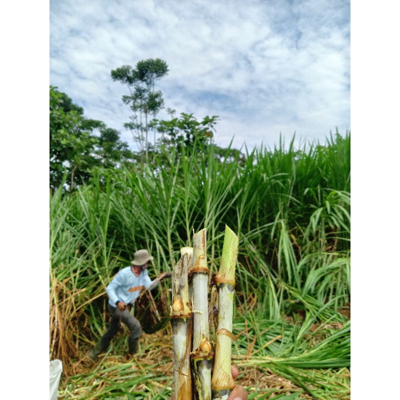 Bibit Rumput Odot Super 12 kg 200-250 Batang