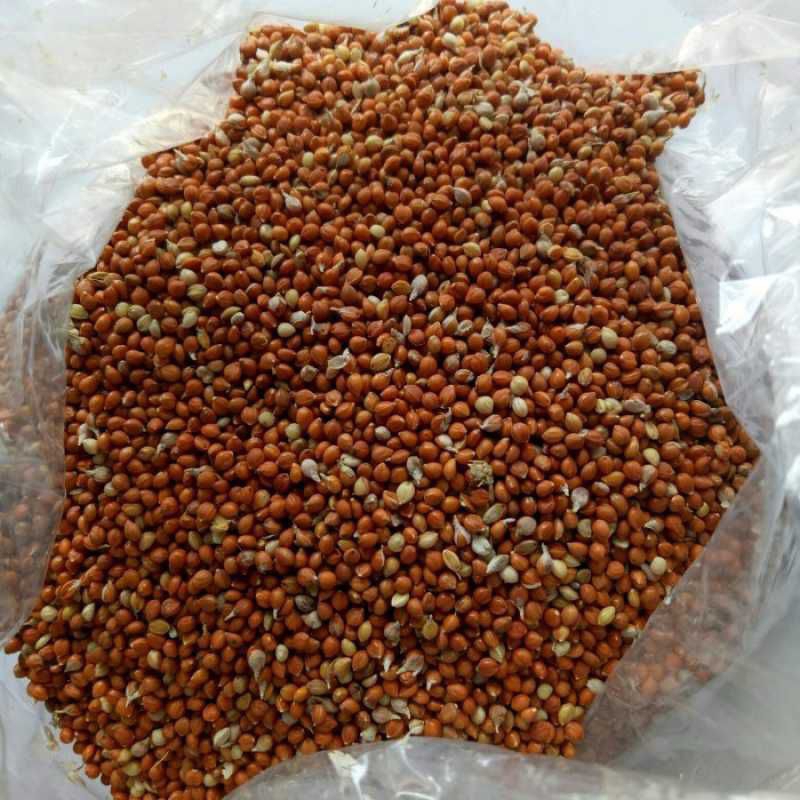 BIJI JEMAWUT JEWAWUT PAKAN BURUNG JEMAWUT PAKAN BURUNG KEMASAN 1KG REPACK