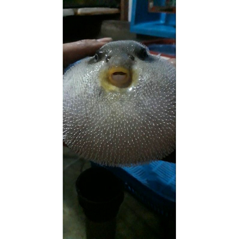 

IKAN PREDATOR LAUT IKAN BUNTAL 30CM