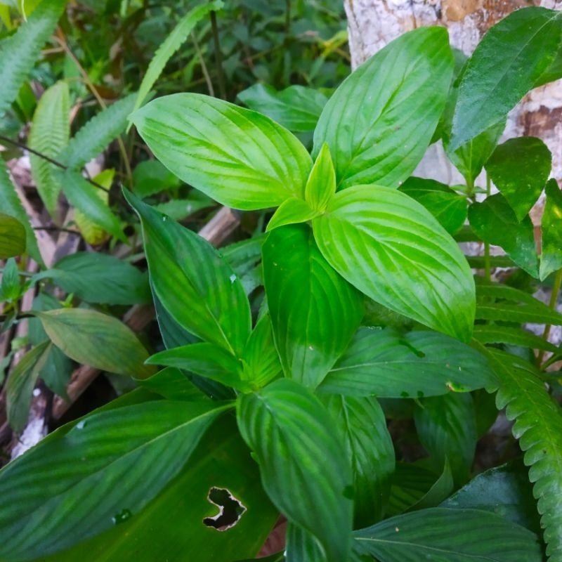 

Ready tanaman Sidaguri fresh per 1 pcs