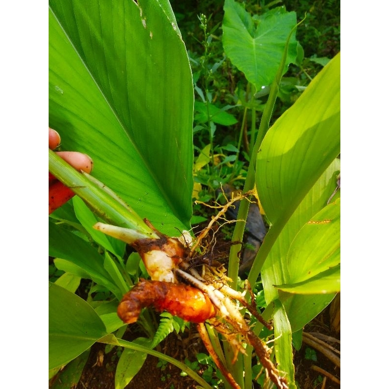 

Bibit Kunyit | bibit kunir Segar per 1 pcs