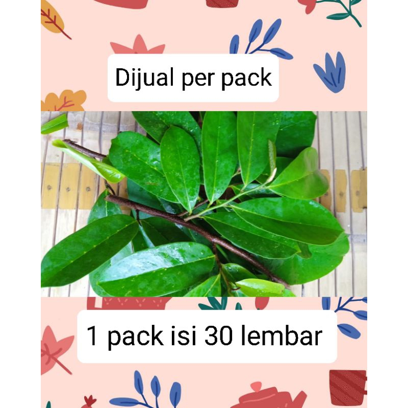 

Daun Sirsak Segar Organik Fresh Langsung Petik Dari Kebun