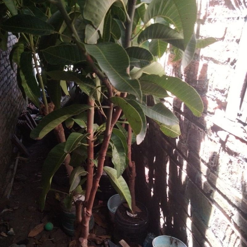 pohon bibit mangga kombinasi 2 jenis kiojay,madu,