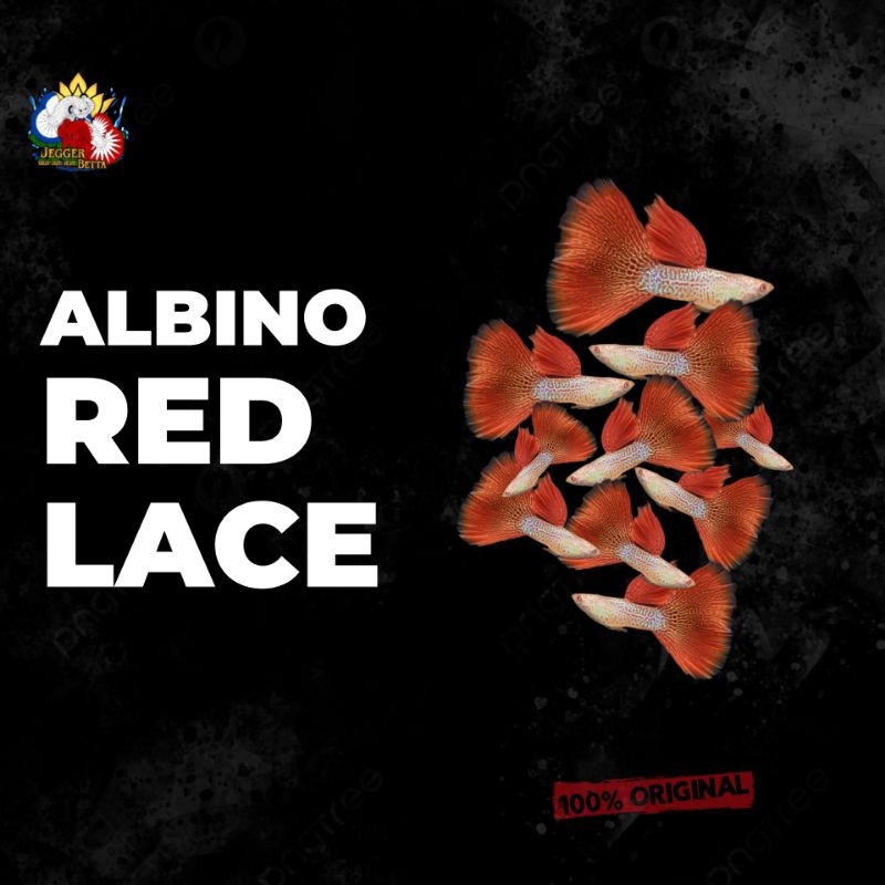 Stiker Albino Red Lace guppy / hiasan aquarium ( Gread A )