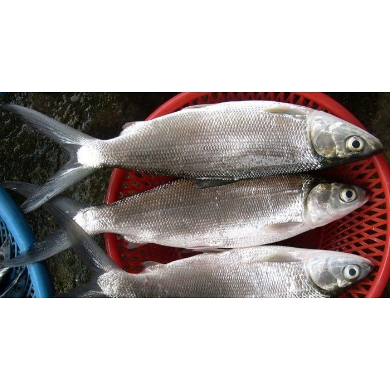 

ikan bandeng per ekor mulai 10 rb - 25 rb per ekor