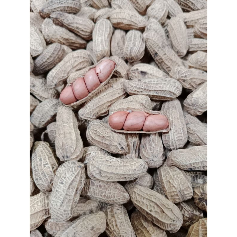 

KACANG KULIT SANGRAI BENDO 2 KG