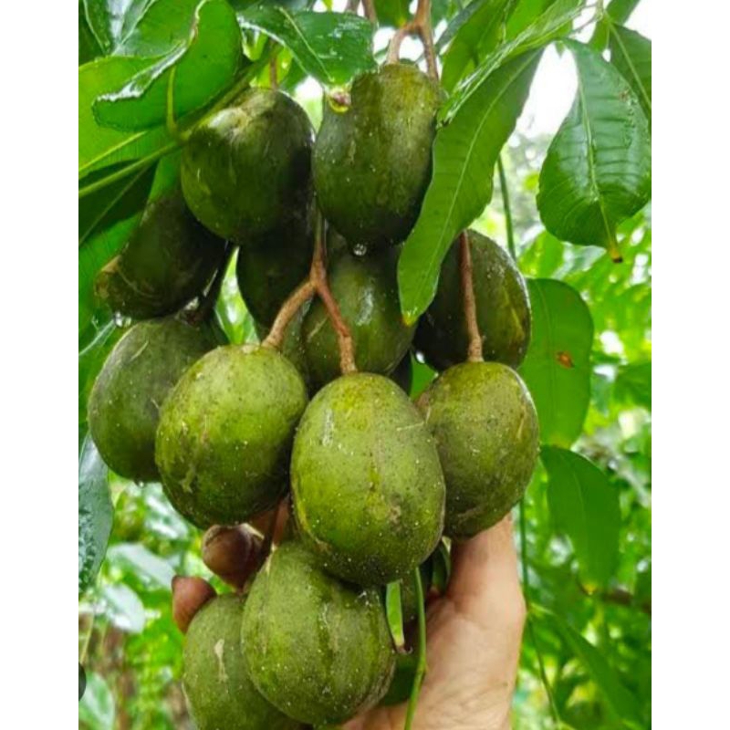 

Buah Kedondong Segar Baru Petik 1 Kg Murah Rujak Nyidam