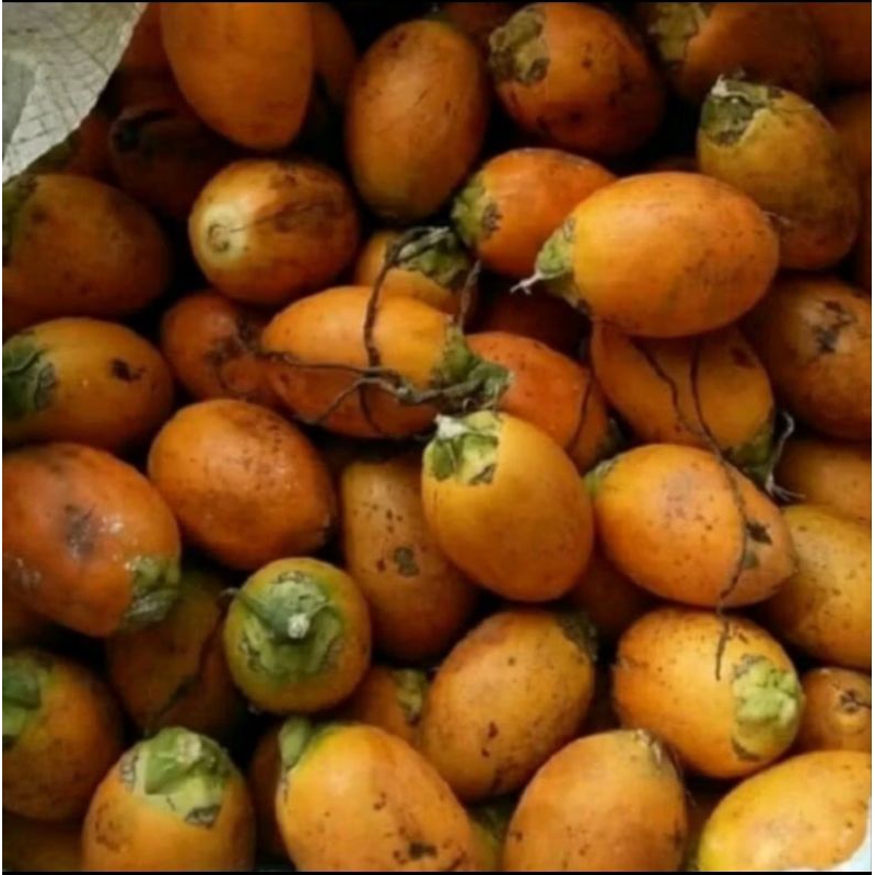 

500 GRAM BUAH PINANG TUA / ARECA CATECHU / BUAH JEBUG TUA / BUAH JAMBE TUA