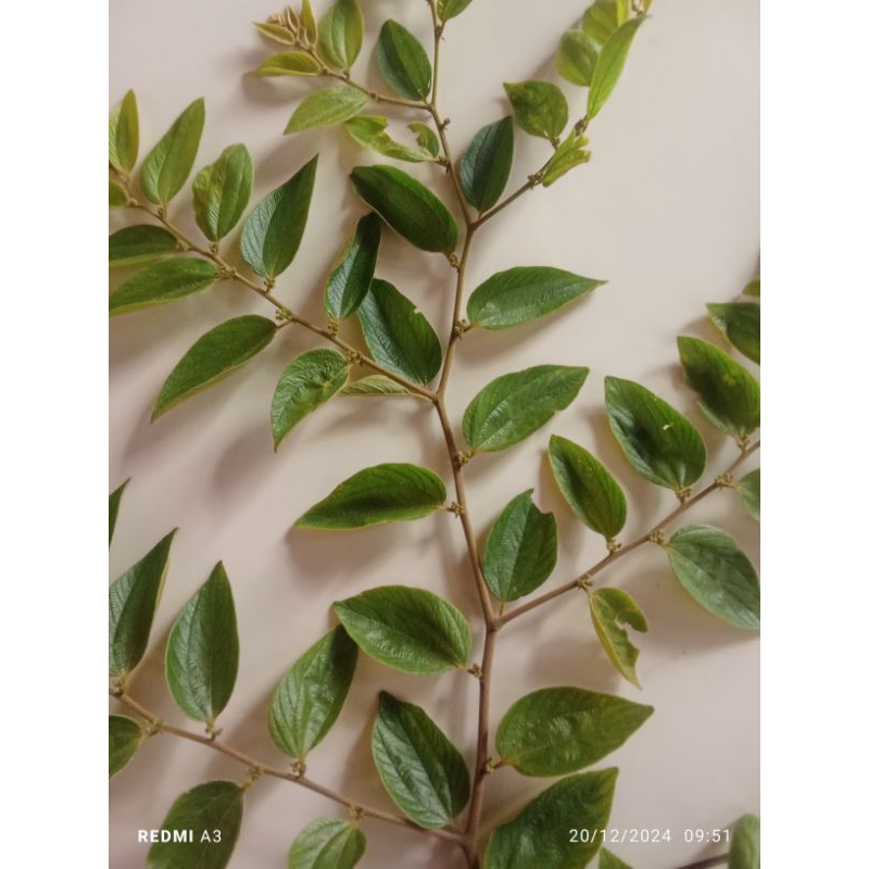 

daun bidara 150 helai di petik saat di pesan