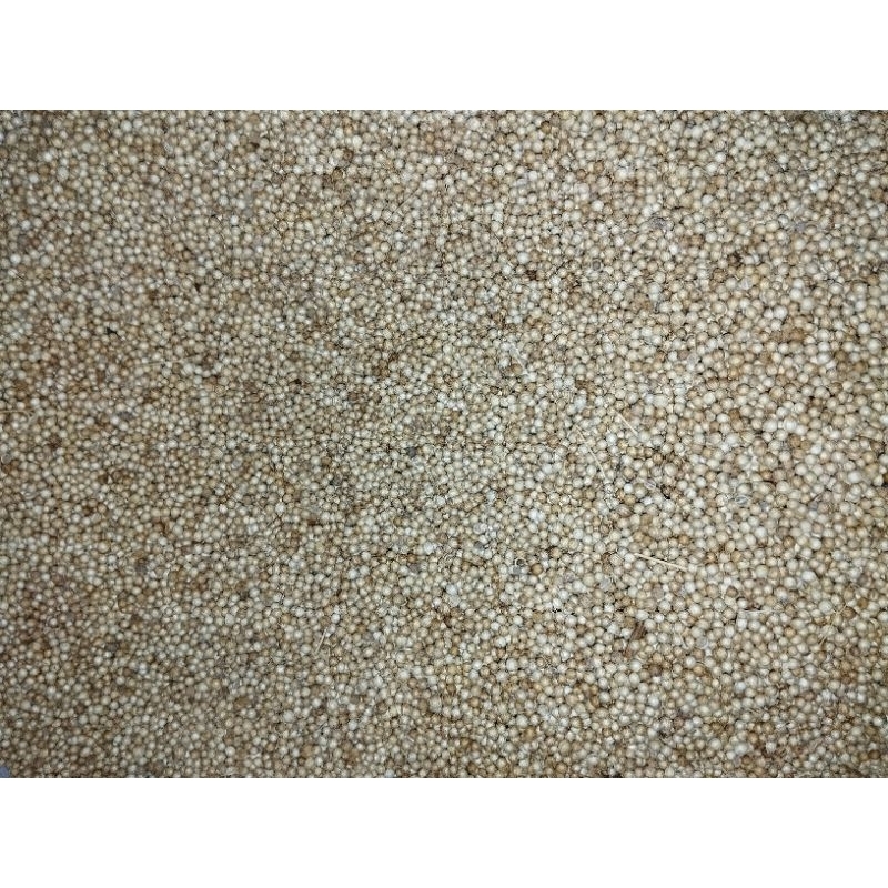ketumbar biji putih 250 gr