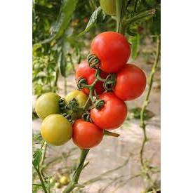 20 Butir Biji Benih Tomat Permata F1 Tahan Penyakit Mudah Ditanam