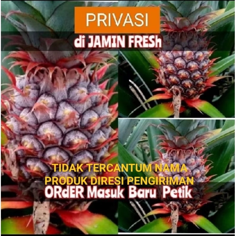 

NANAS MUDA PELANCAR HAID HERBAL