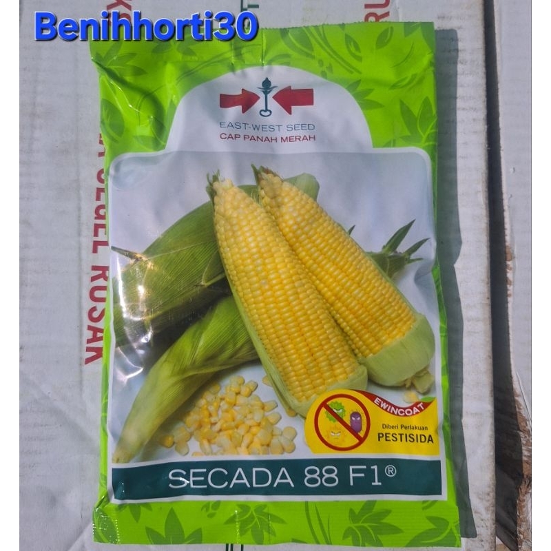 Benih Jagung Manis Secada 88 F1 isi 1.750 butir