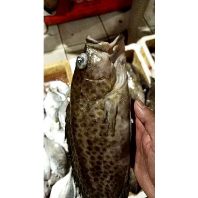 

IKAN KERAPU FRESH 1KG