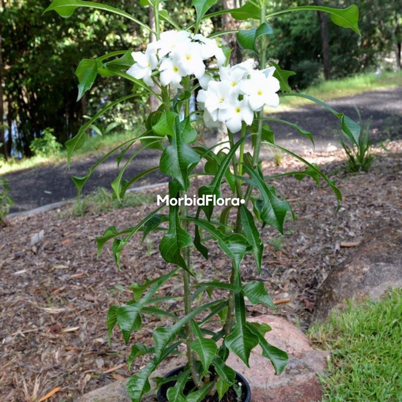 Raflezia Tanaman Hias Bunga Kamboja Pagoda Putih - Plumeria Pudica