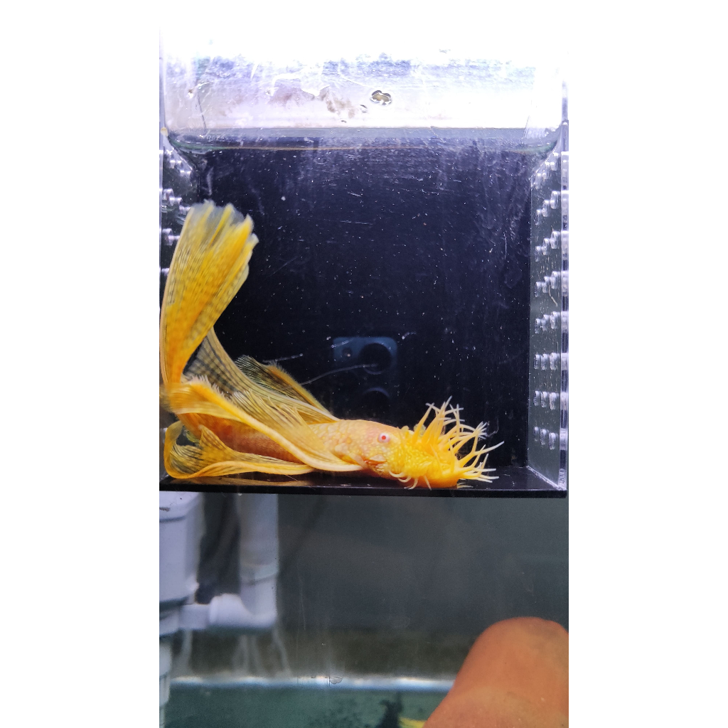 Indukan Pleco Brushmouth Albino Slayer / Pembersih Aquarium