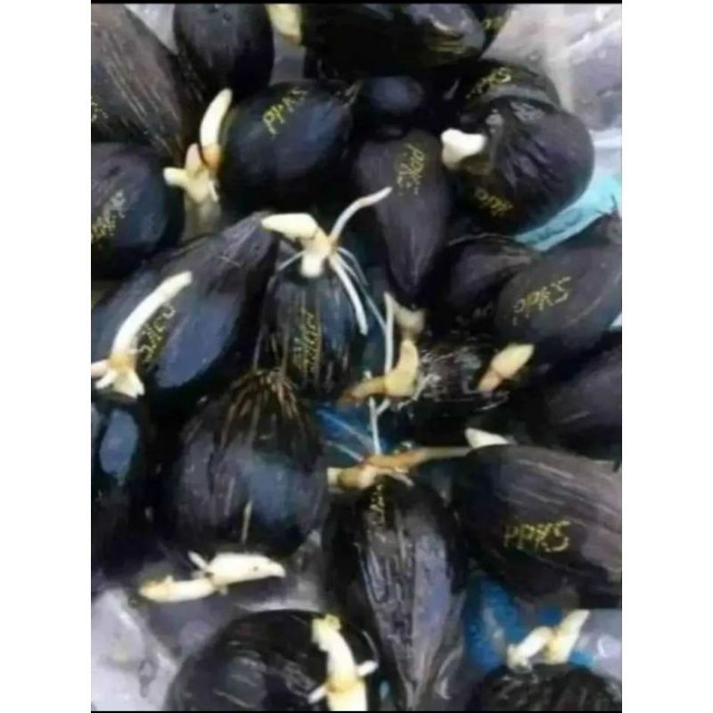 kecambah sawit medan