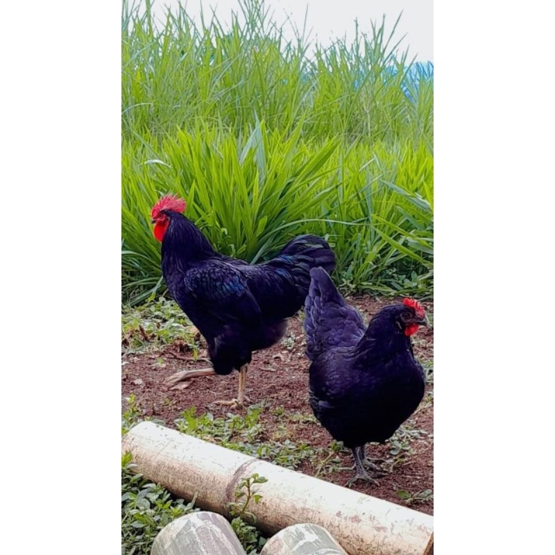 

Telur ayam fertil BP 1 dan 2 telur fertil