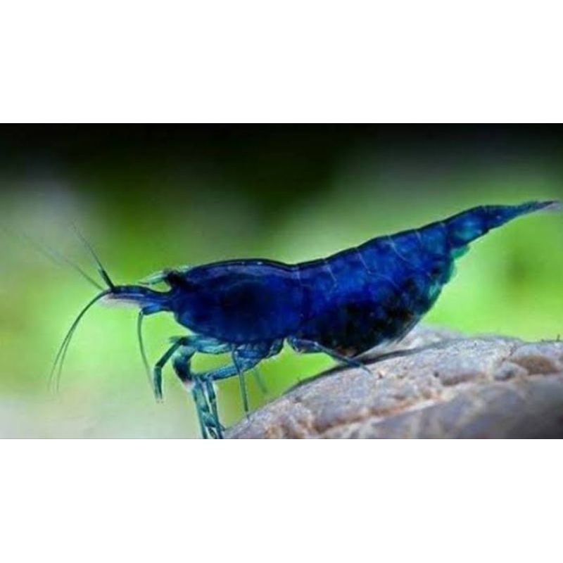 

-udang hias blue diamond aquascape