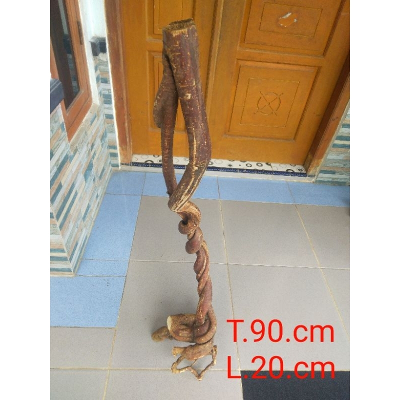 akar oyot mimang cantik alami koleksi