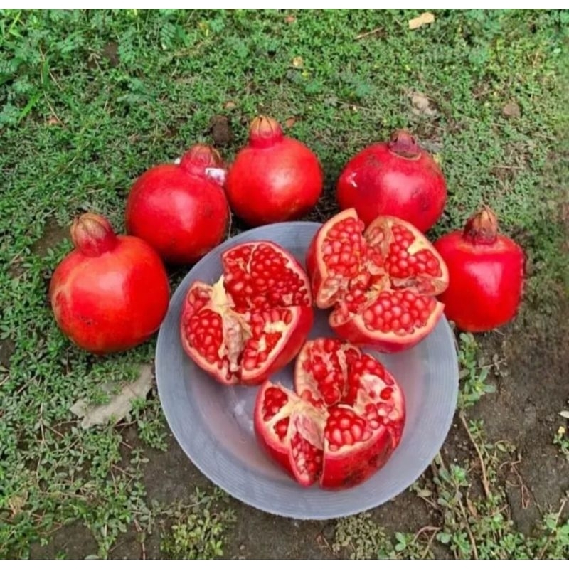 

Delima merah fresh rasa manis dan biji lunak ukuran sedang 1 kg