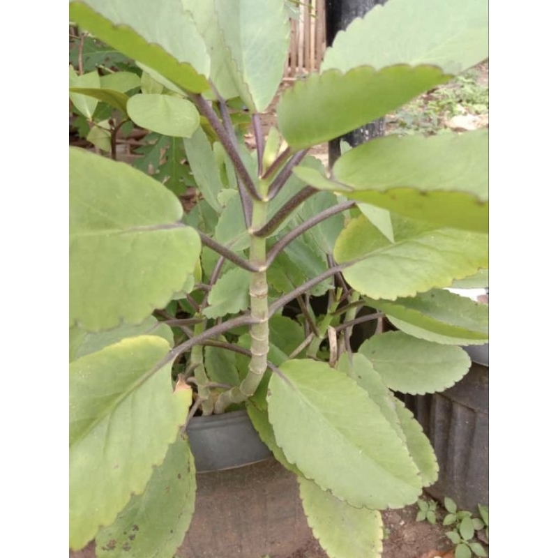 

Tanaman herbal daun sosor bebek 5 lembar